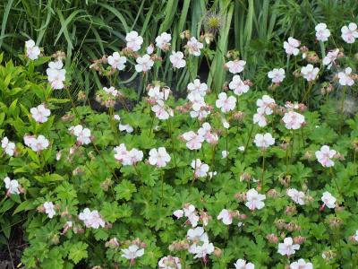 geranium-cantabrigiense-1