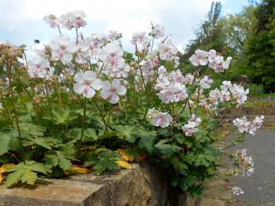 geranium-cantabrigiense-2