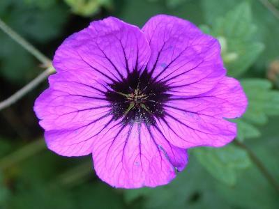 geranium-d-armenie-2