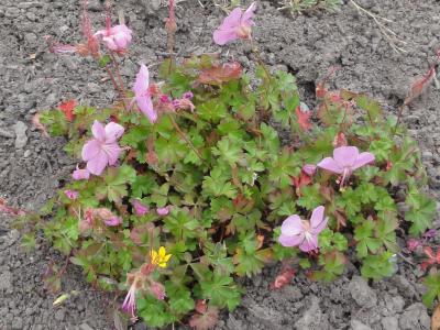 geranium-de-dalmatie-1