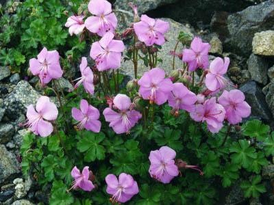 geranium-de-dalmatie-2