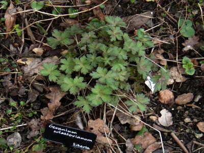 geranium-de-siberie-1