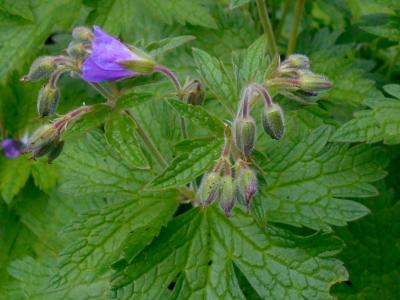 geranium-de-siberie-2