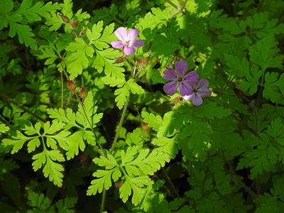 geranium-herbe-a-robert-1