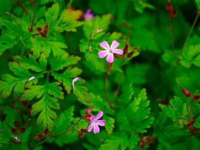 geranium-herbe-a-robert-2