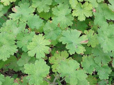 geranium-iberique-1