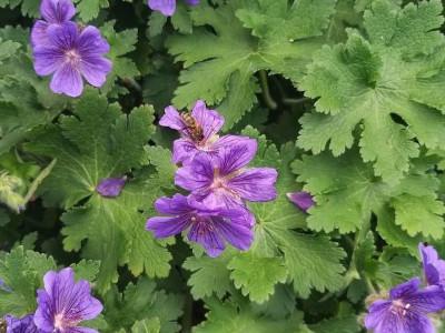 geranium-iberique-2