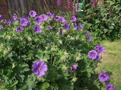 geranium-magnifique-1