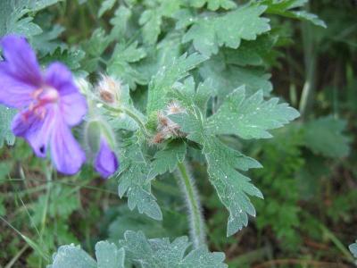 geranium-magnifique-2