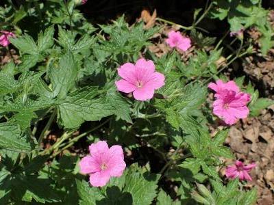 geranium-oxonianum-1