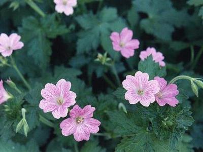 geranium-oxonianum-2