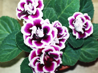 gloxinia-elegant-1