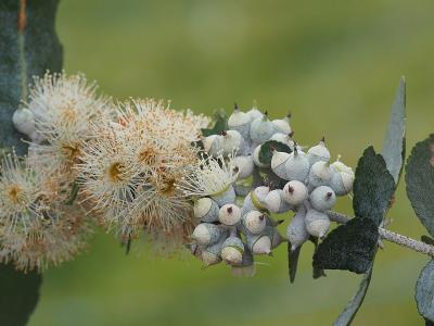 gommier-crenele-2