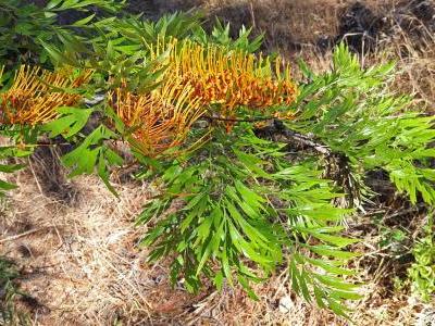 grevillea-robuste-2