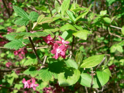 groseillier-a-fleurs