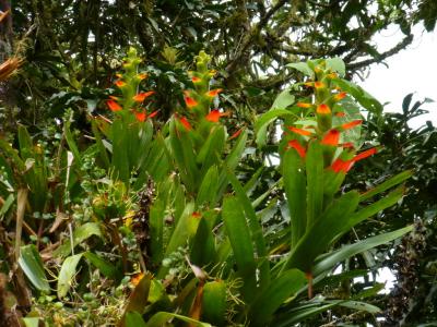 guzmania-gloriosa-1