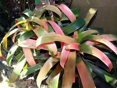 guzmania-sanguinea-1