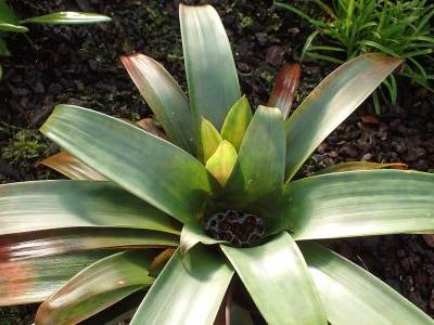 guzmania-sanguinea-2