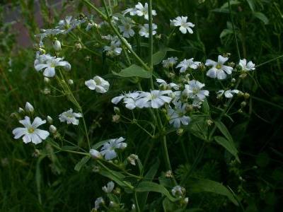 gypsophile-elegant-2