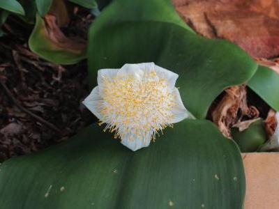 haemanthe-deformis-1