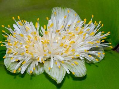 haemanthe-deformis-2