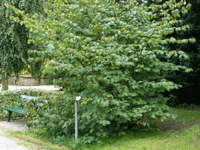 hamamelis-du-japon-1
