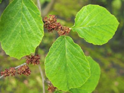 hamamelis-du-japon-2