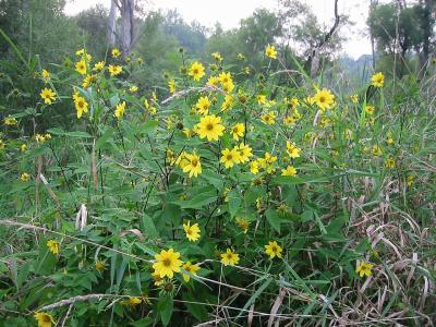 helianthe-a-petites-fleurs-1