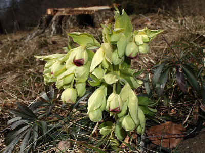 hellebore-fetide-2