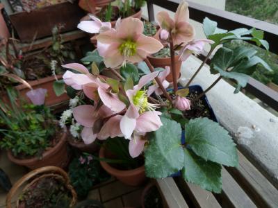 hellebore-hybride-1