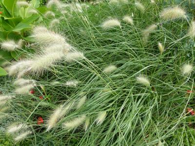 herbe-aux-ecouvillons-herissee-1