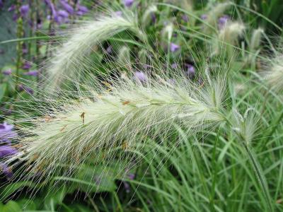 herbe-aux-ecouvillons-herissee-2