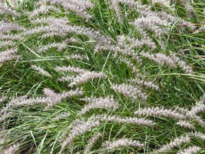 herbe-aux-ecouvillons-orientale-1
