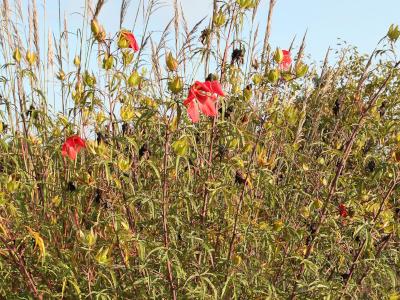 hibiscus-ecarlate-1