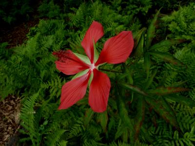 hibiscus-ecarlate-2
