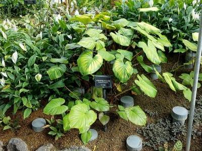 homalomena-rubescens-1
