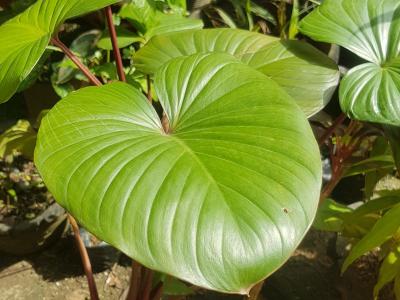 homalomena-rubescens-2