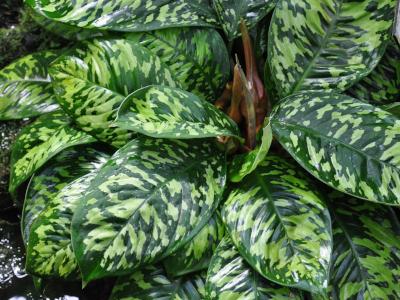 homalomena-walisii-1