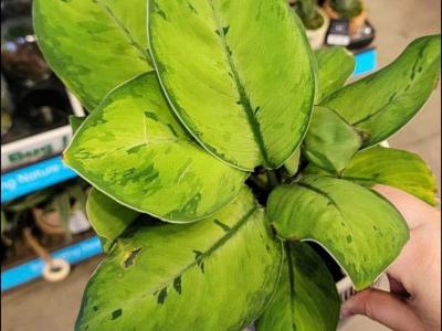 homalomena-walisii-2