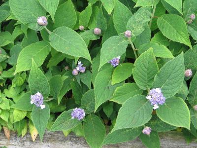 hortensia-nain-1