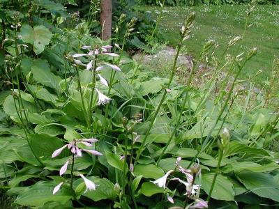 hosta-fortunei-1