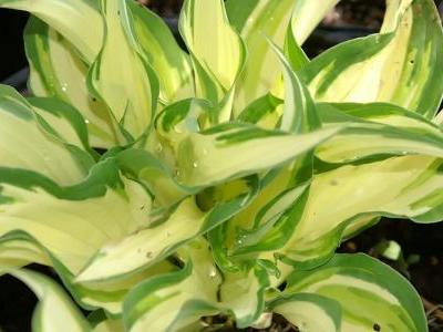 hosta-fortunei-2