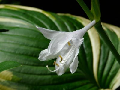 hosta-plantain-2