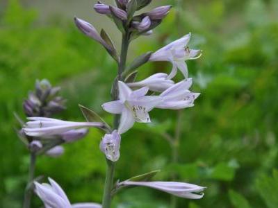 hosta-ventricosa-2