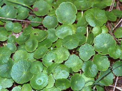 hydrocotyle-vulgaire-1