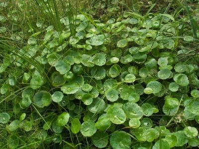 hydrocotyle-vulgaire-2