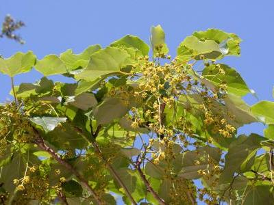 idesia-polycarpa-1
