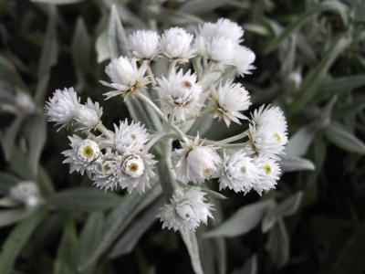 immortelle-de-l-himalaya-2