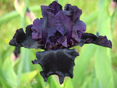 iris-dark-passion-1