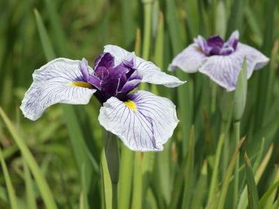 iris-du-japon-2